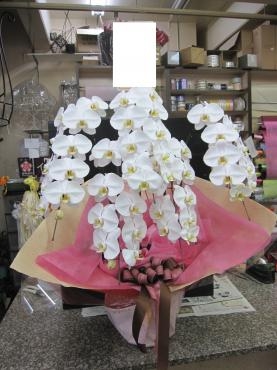 胡蝶蘭配達完了 花屋ブログ 沖縄県那覇市の花屋 フラワーハウス イマージュにフラワーギフトはお任せください 当店は 安心と信頼の花キューピット加盟店です 花キューピットタウン